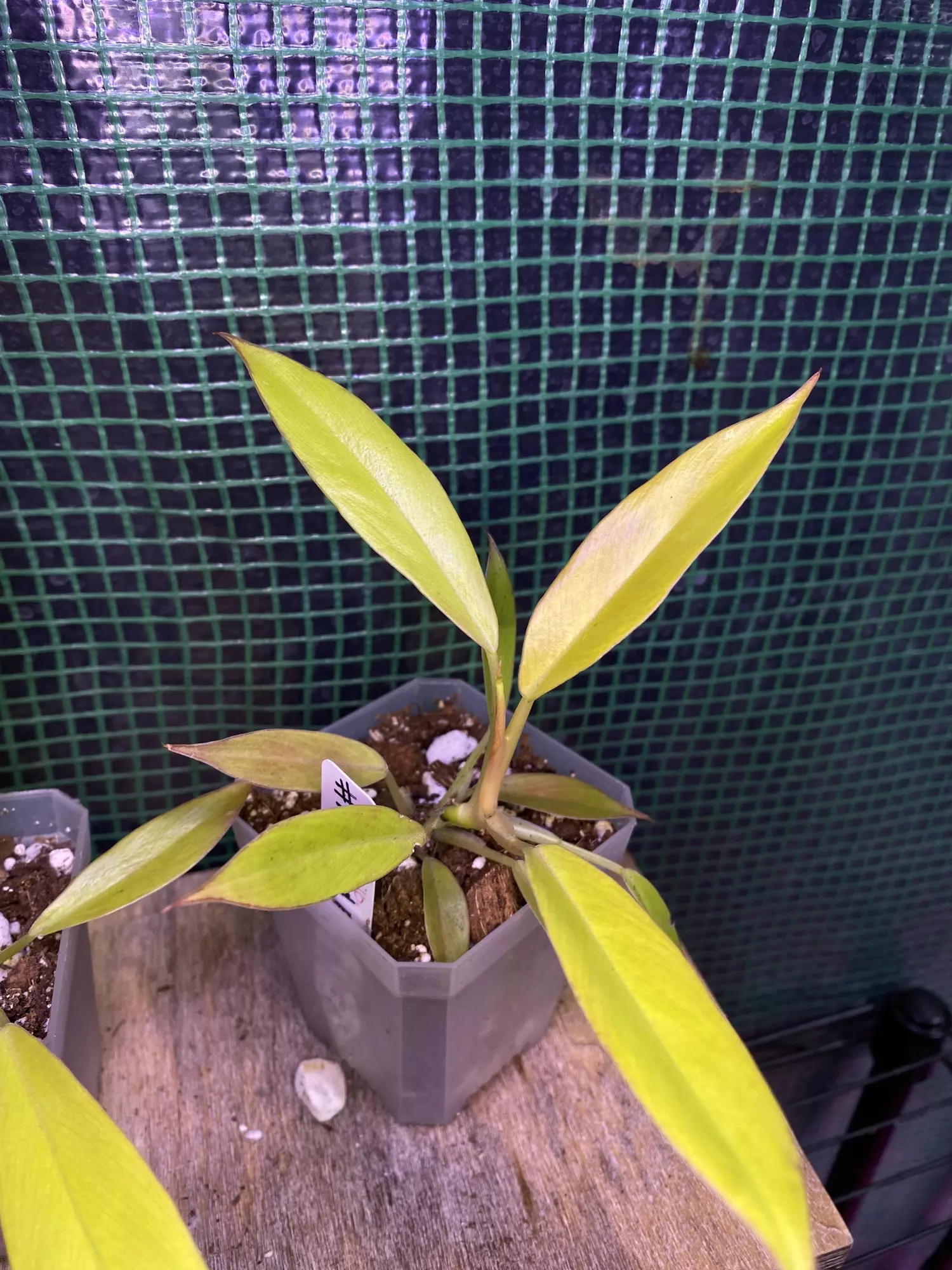 plant/Philo. Ring of Fire Gold 3”-1