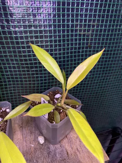 plant/Philo. Ring of Fire Gold 3”-1-thumbnail