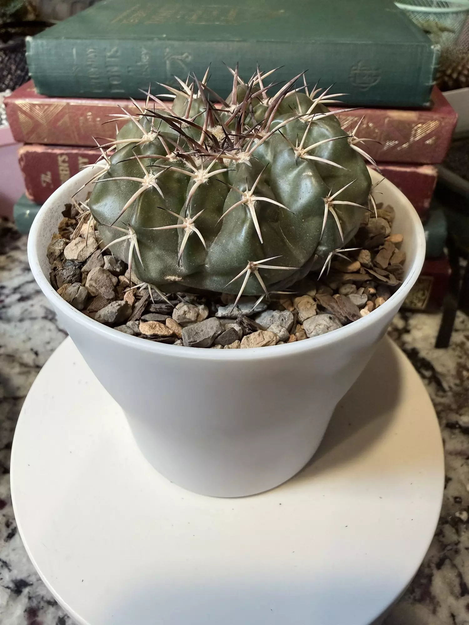 plant/0001 Discocactus Gigantea 🕺🏻-1