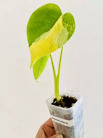plant/Monstera yellow marilyn plant-2-thumbnail