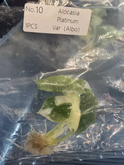 plant/High var Platinum Albo growers choice high var-0-thumbnail