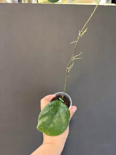 plant/GPS 9303-0-thumbnail