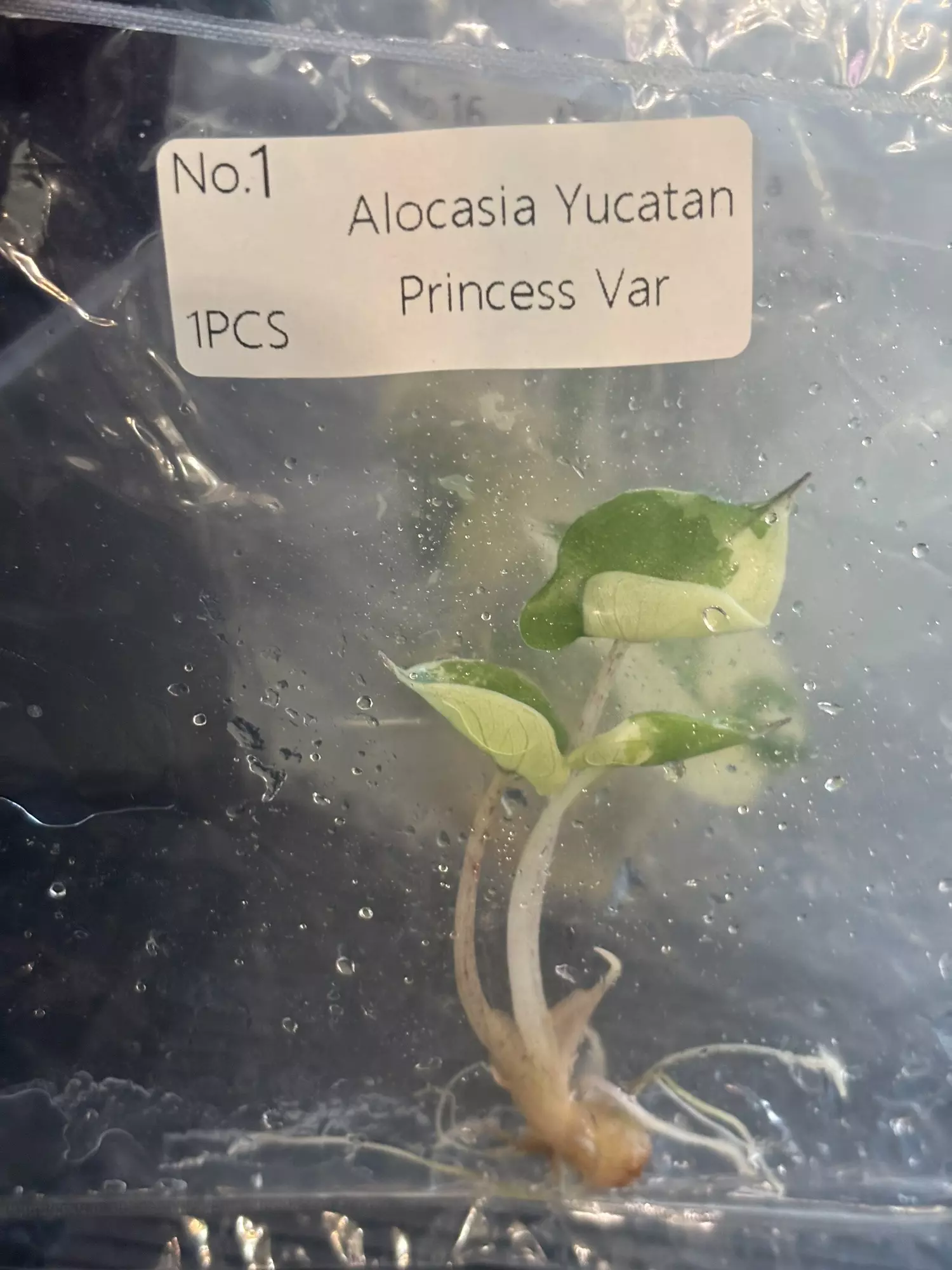 plant/Pink yucatan princess #1 exact tc-0