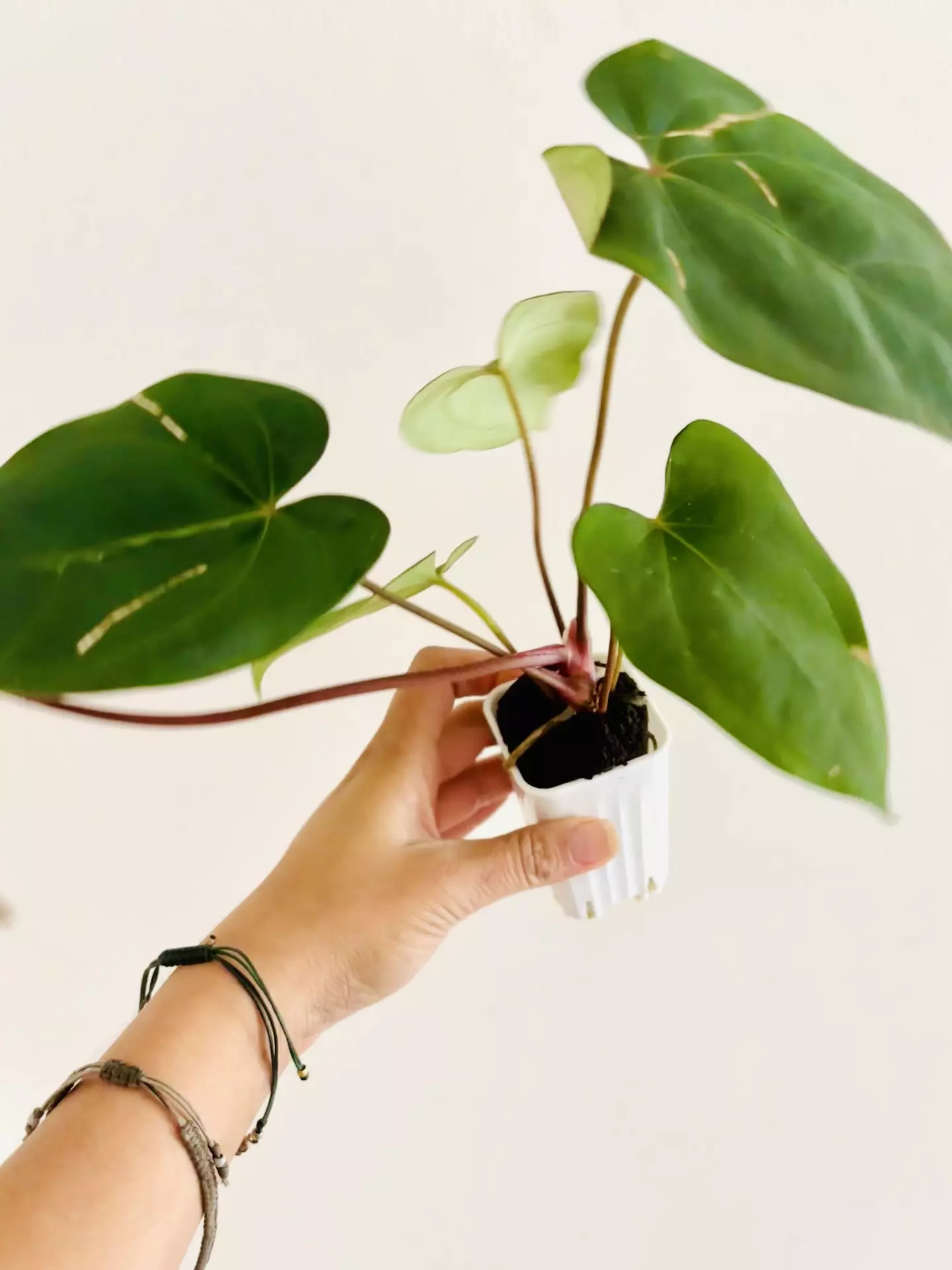 plant/Anthurium Carla x Pap Red Sinus-4