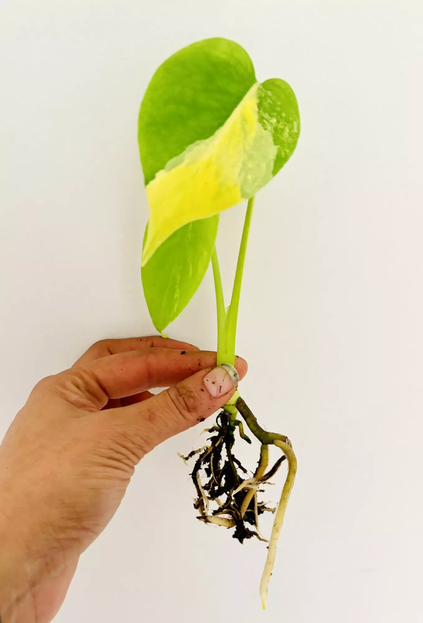 plant/Monstera yellow marilyn plant-3