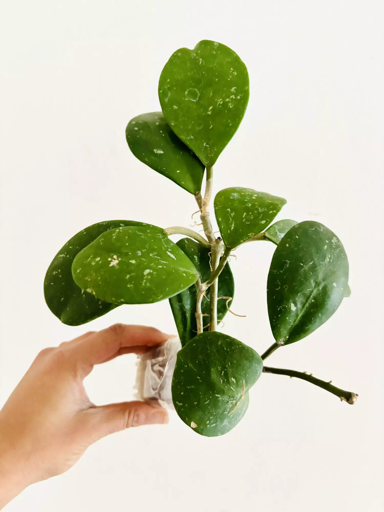 plant/Hoya Obovata Splash Plant-0