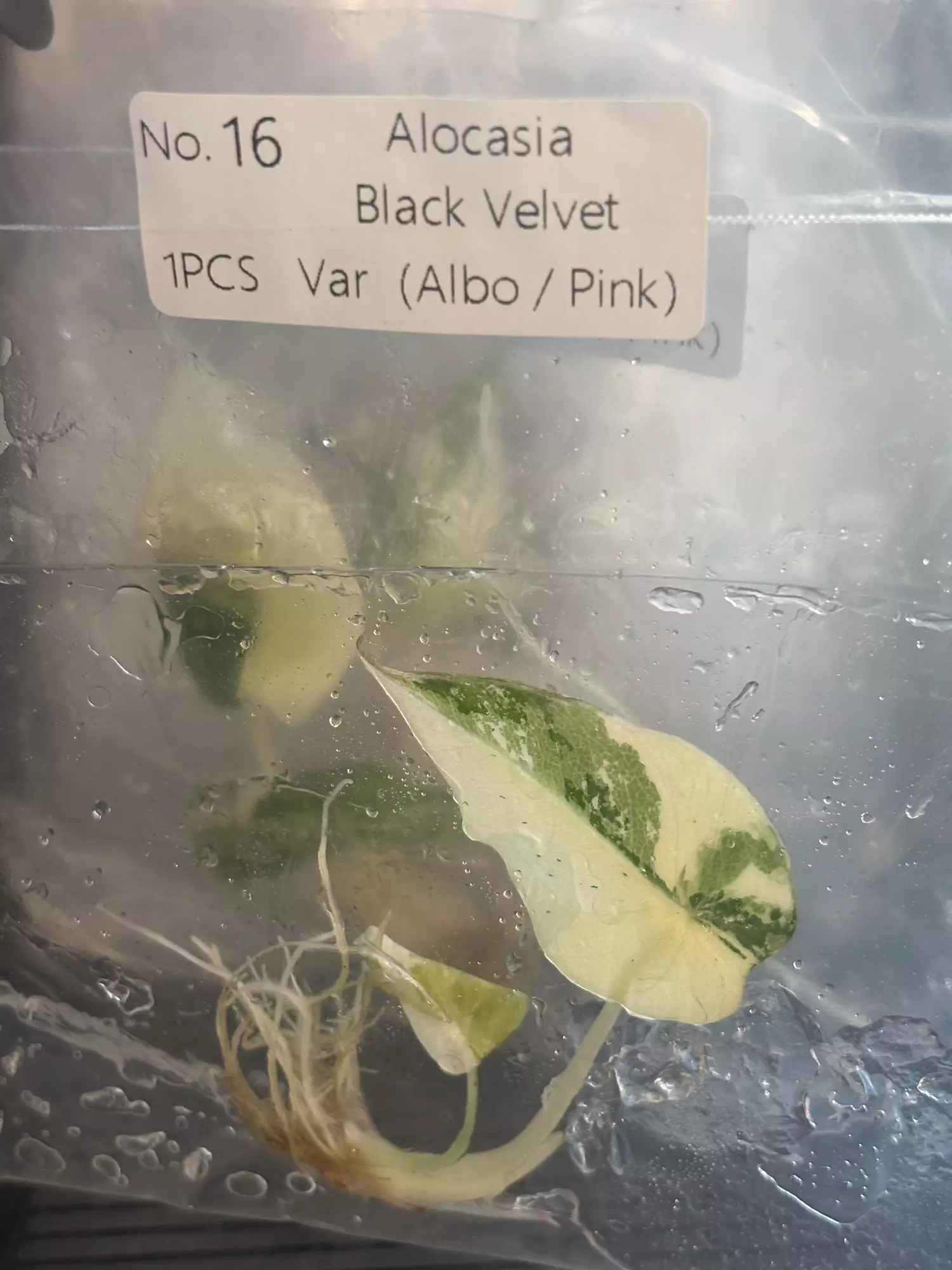 plant/Pink black velvet #16 exact tc-0