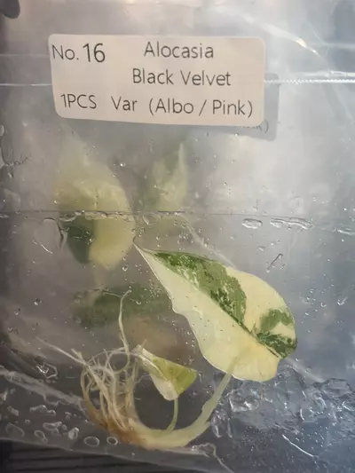 plant/Pink black velvet #16 exact tc-0-thumbnail