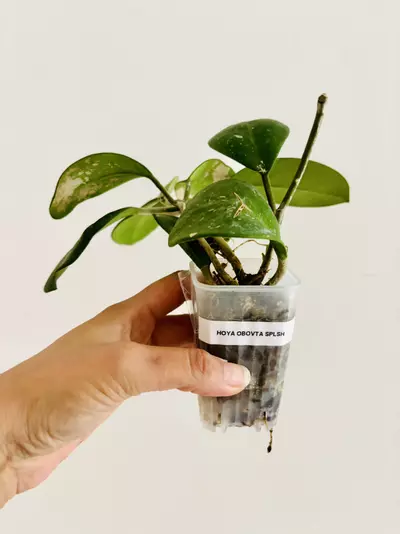 plant/Hoya Obovata Splash Plant-3-thumbnail