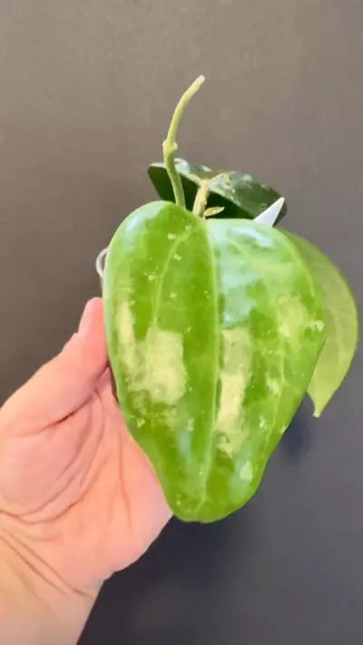 plant/Latifollia snow Queen-1-thumbnail