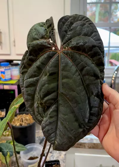 plant/Ree Gardens portilloi (OG NSE) x RVDP seeds x2-1-thumbnail