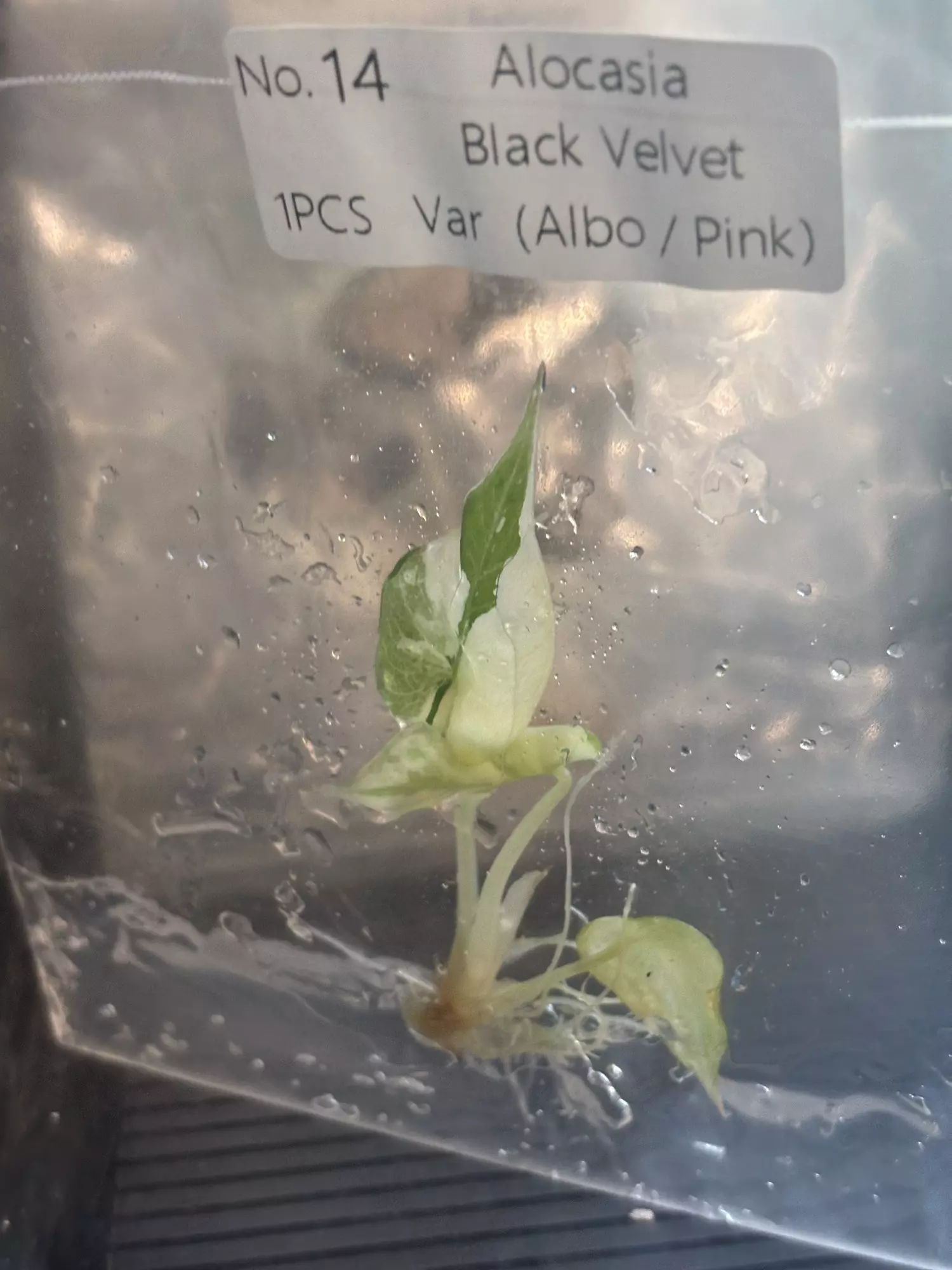 plant/Pink black velvet #14 exact tc-0