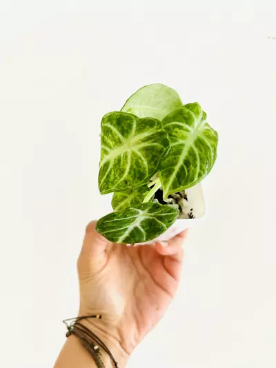 plant/Alocasia Ninja Tricolor Variegata Plant-2-thumbnail