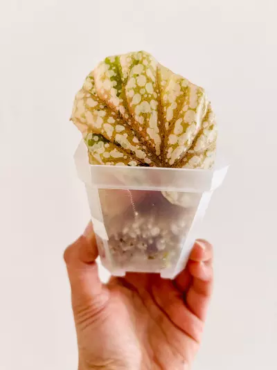 plant/Pink Begonia snow capped variegata plant-1-thumbnail