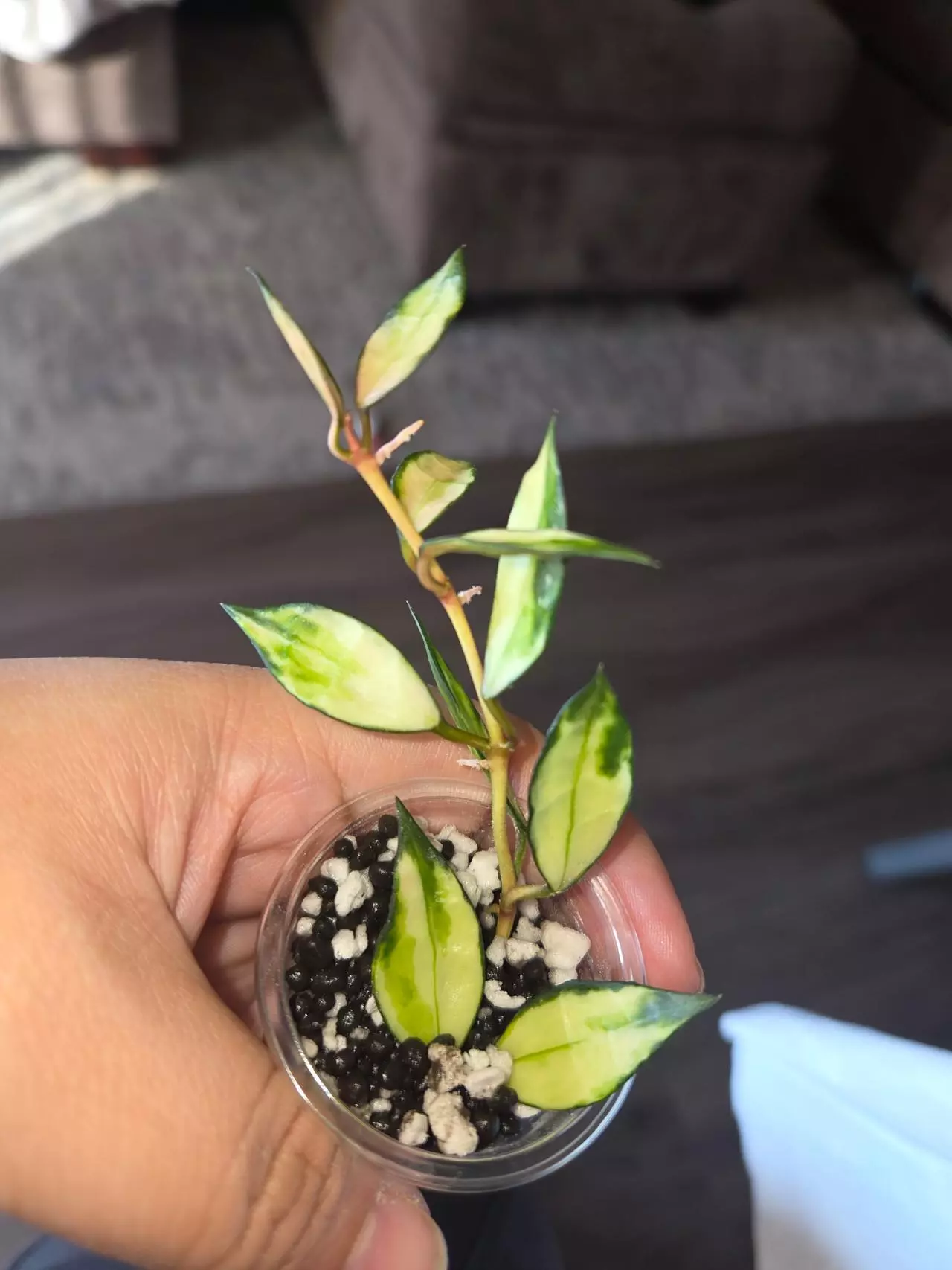 plant/variegated lacunosa rooted -0