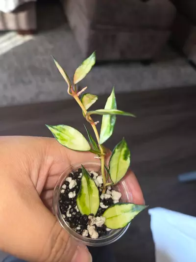 plant/variegated lacunosa rooted -0-thumbnail