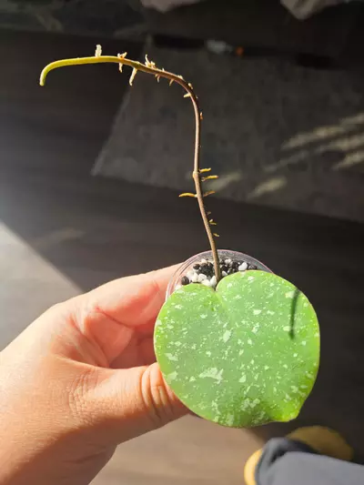 plant/WRX103-101 (WRX46-11 x Imbricata) -0-thumbnail