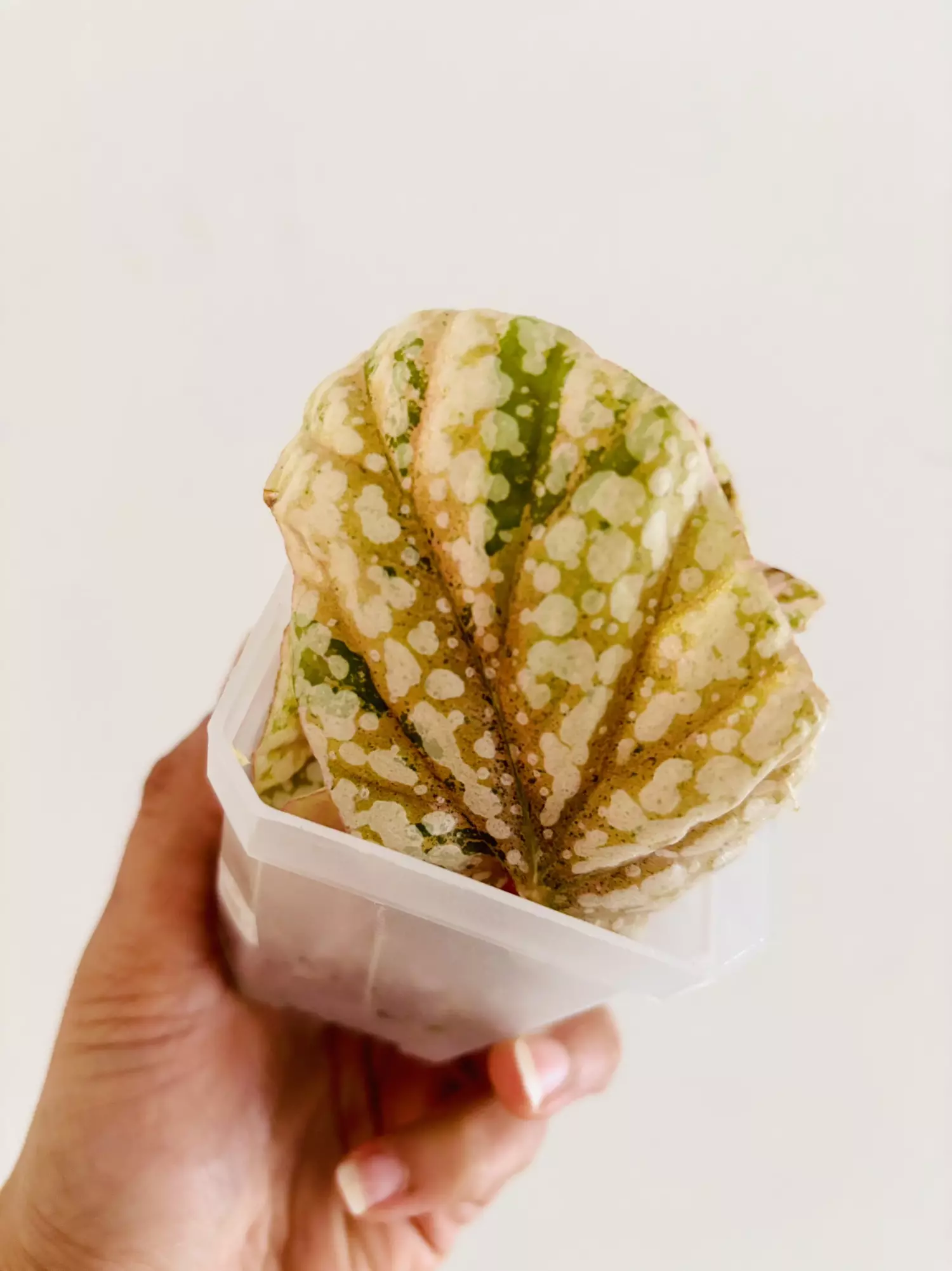 plant/Pink Begonia snow capped variegata plant-3