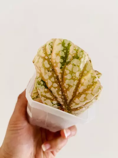 plant/Pink Begonia snow capped variegata plant-3-thumbnail