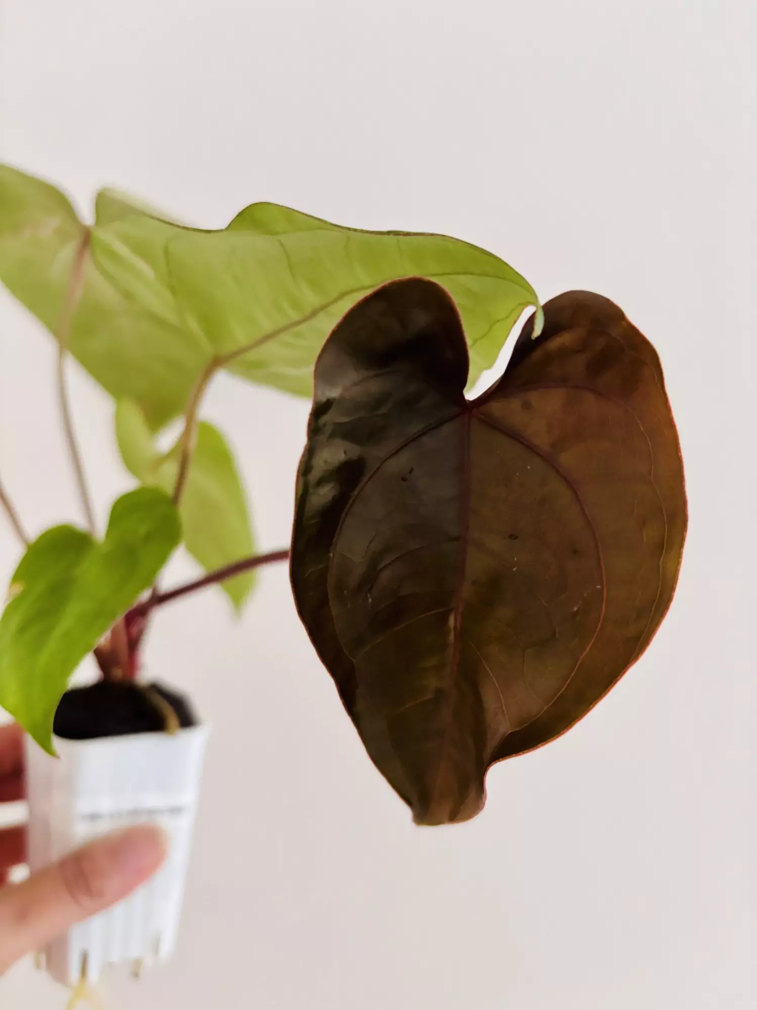 plant/Anthurium Carla x Pap Red Sinus-1