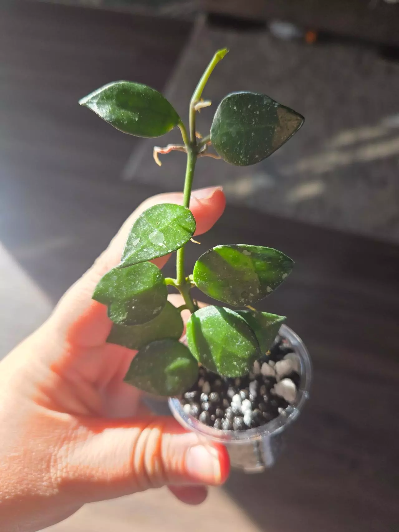 plant/Hoya khroniana splash rooted -0