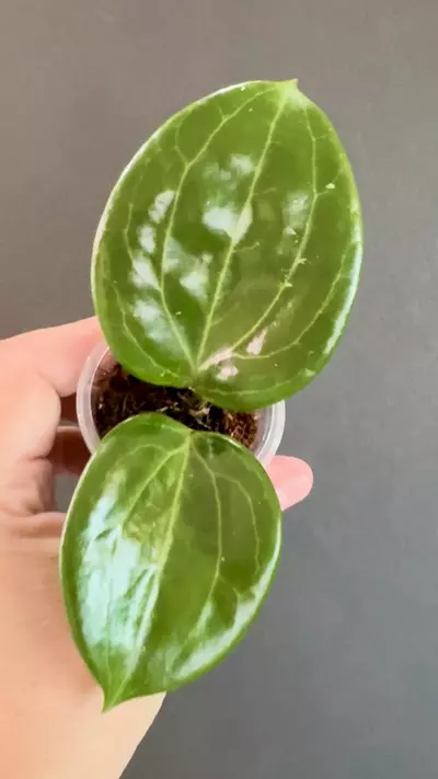 plant/Hoya Merrillii-1-thumbnail