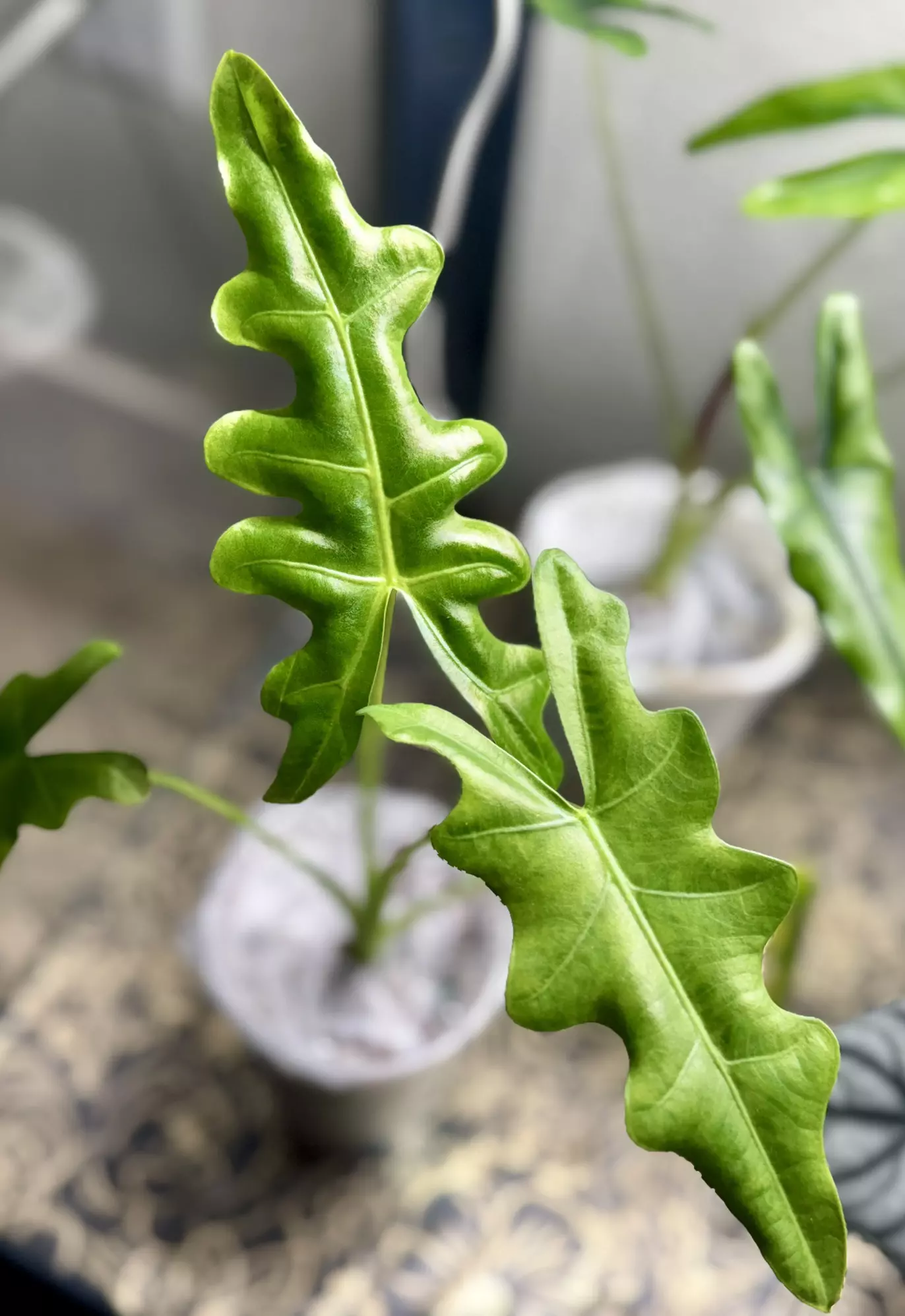 plant/Alocasia Portei corm (mama NFS)-0