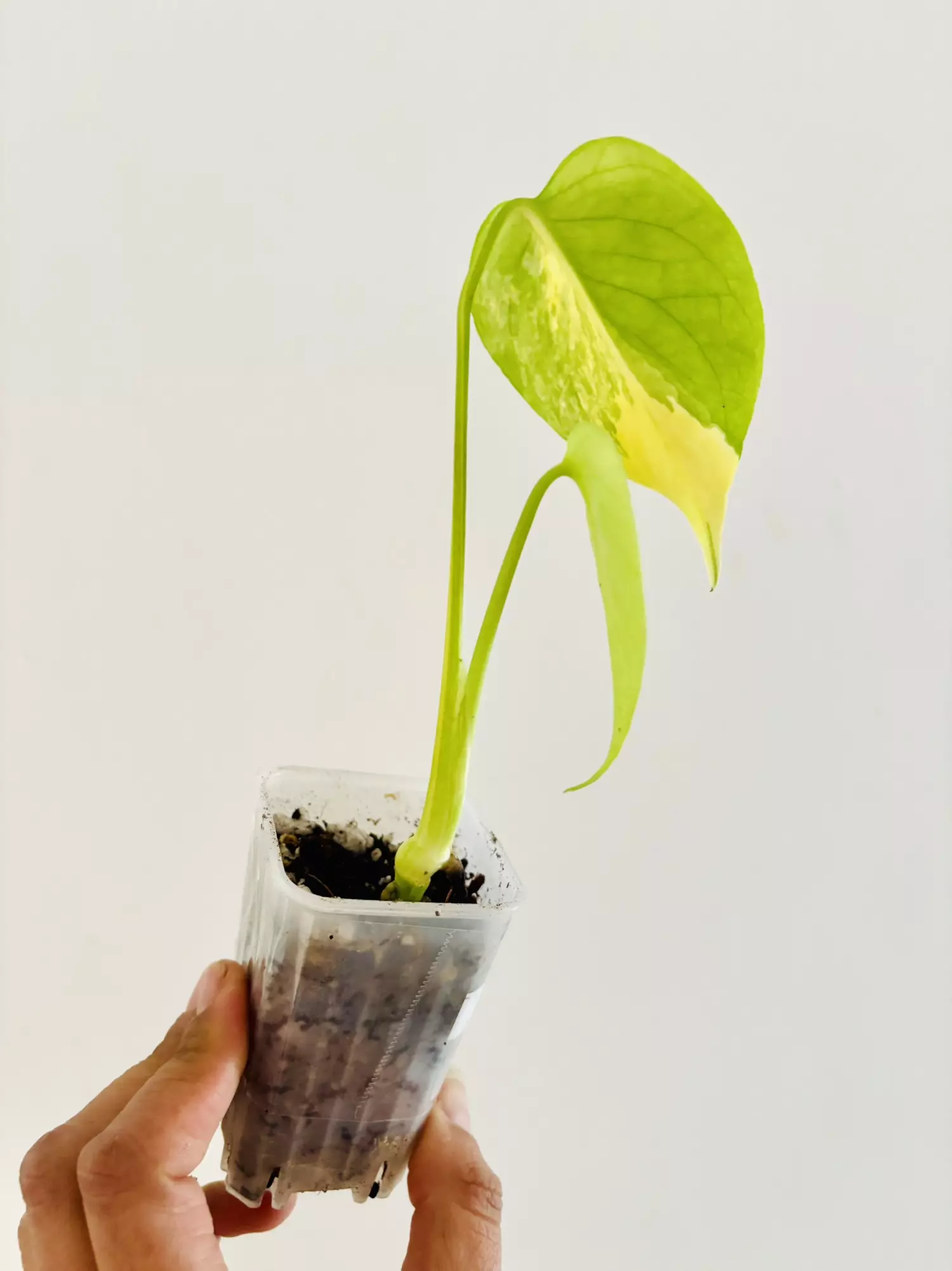 plant/Monstera yellow marilyn plant-1