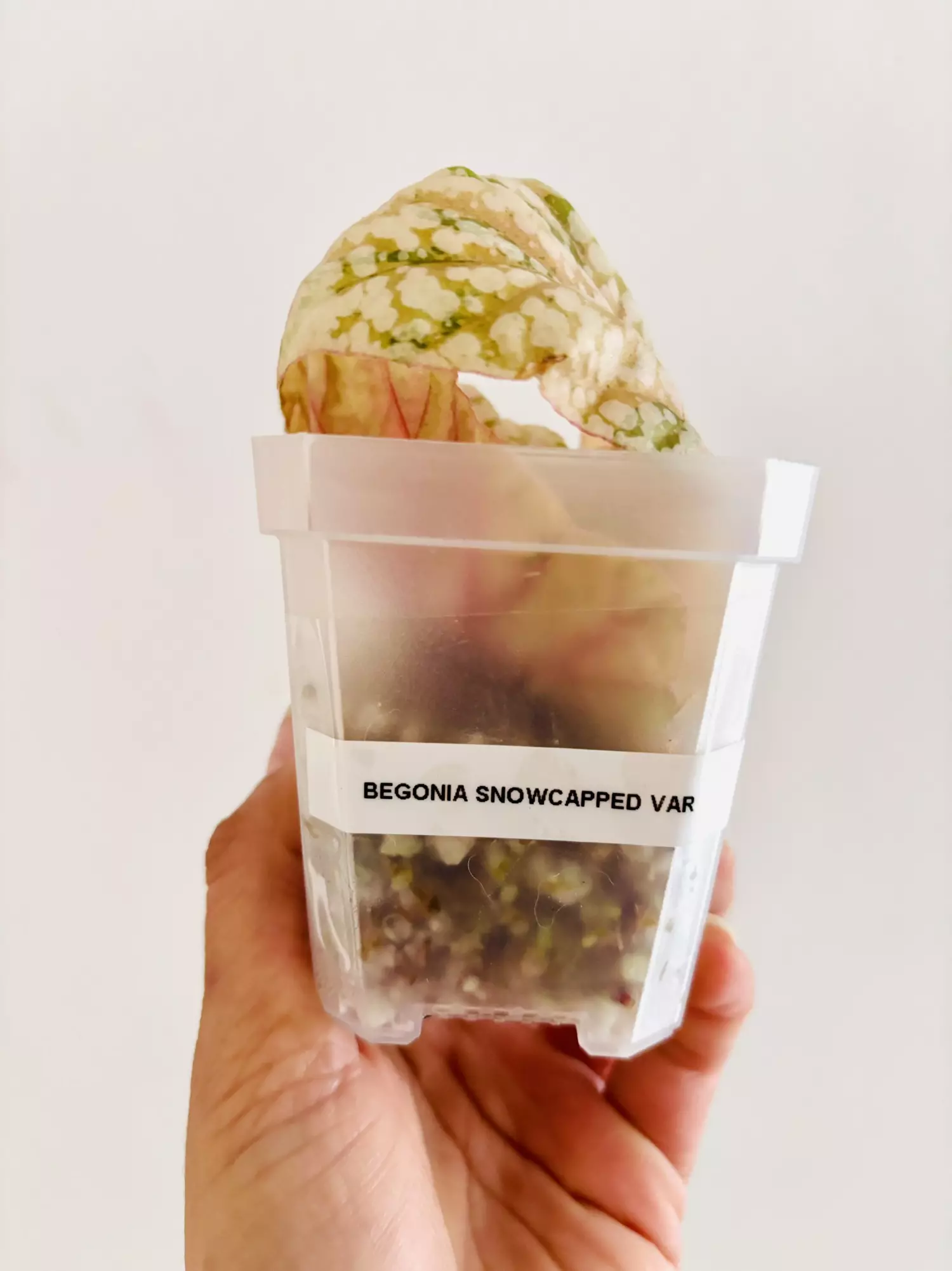 plant/Pink Begonia snow capped variegata plant-0