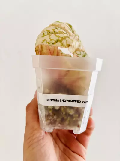 plant/Pink Begonia snow capped variegata plant-0-thumbnail