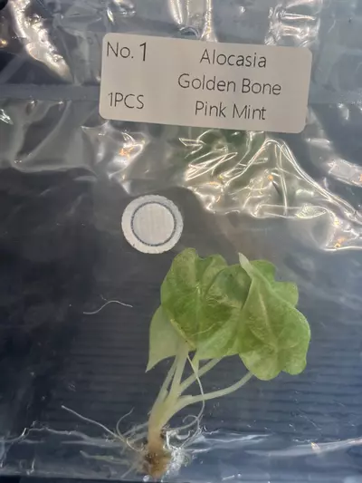 plant/Golden bone pink splash exact tc-0-thumbnail