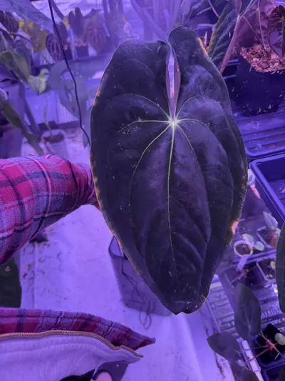 plant/pap GY x pap GY seeds x2-0-thumbnail