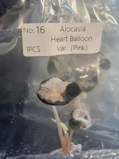 plant/Pink balloon heart exact tc #16-0-thumbnail