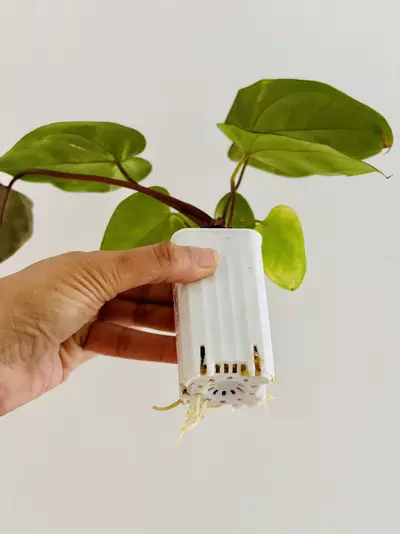 plant/Anthurium Carla x Pap Red Sinus-3-thumbnail