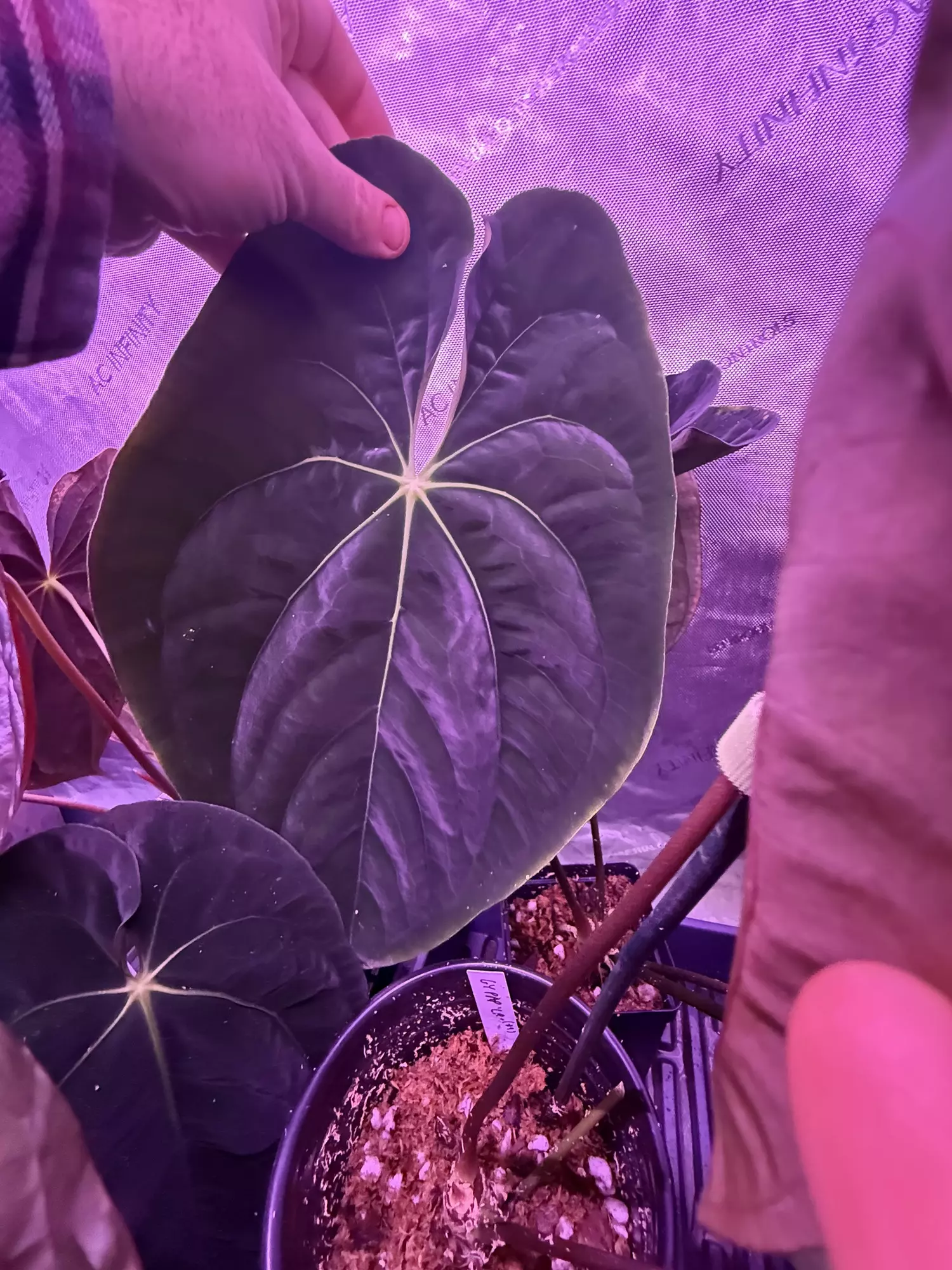 plant/pap GY x pap GY seeds x2-1