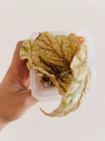 plant/Pink Begonia snow capped variegata plant-2-thumbnail