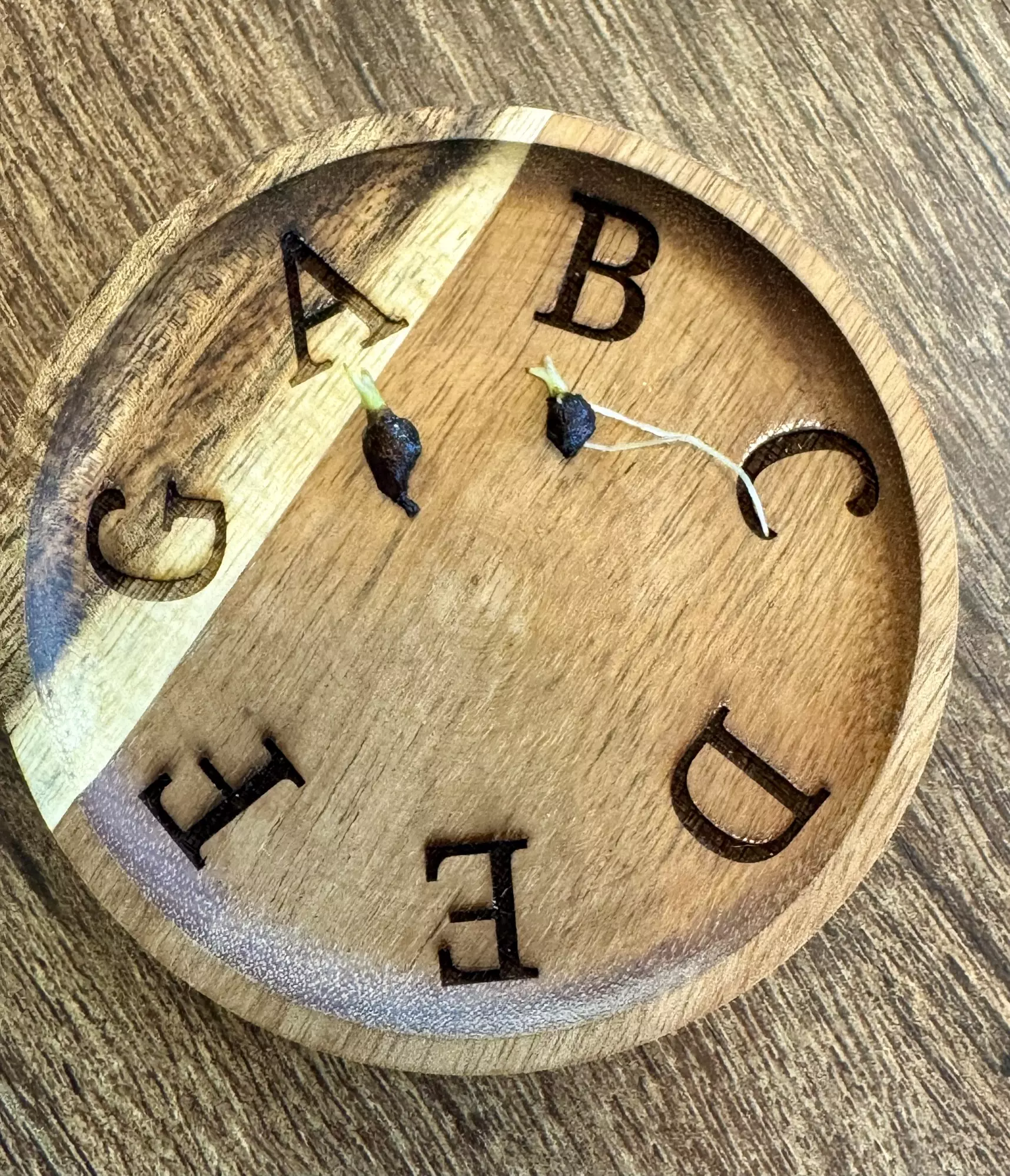 plant/Alocasia Portei corm (mama NFS)-1