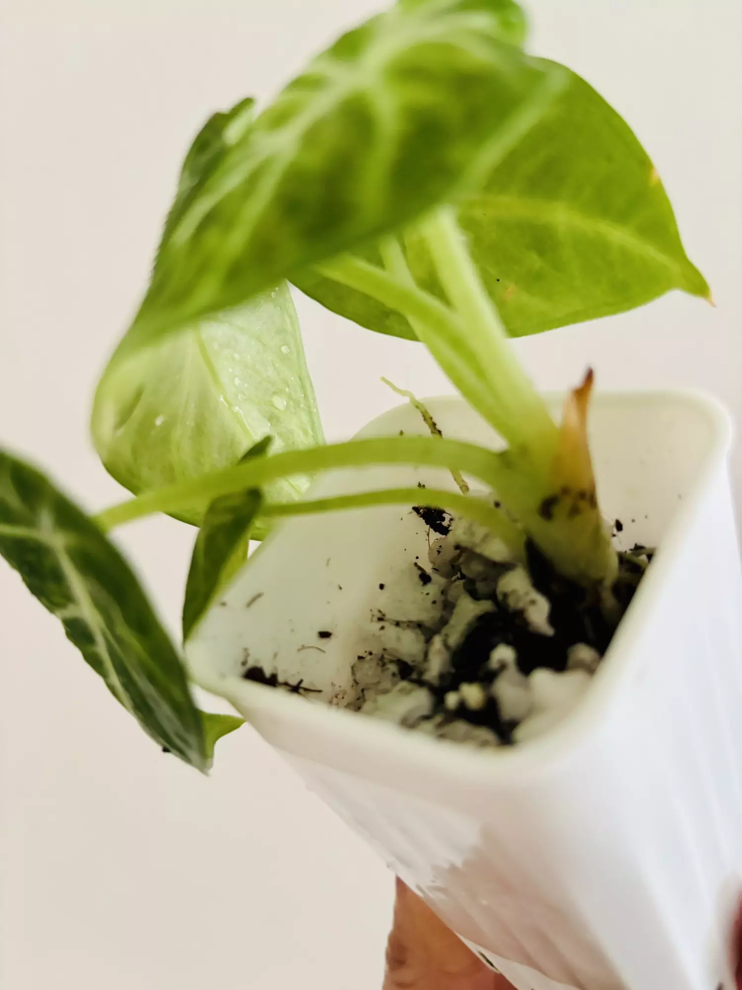 plant/Alocasia Ninja Tricolor Variegata Plant-3