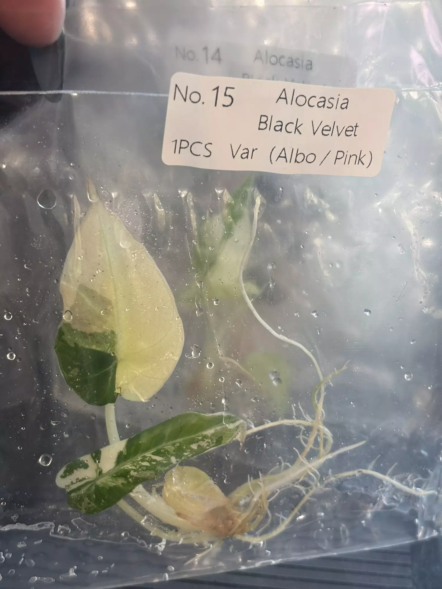 plant/Pink black velvet #15 exact tc-0