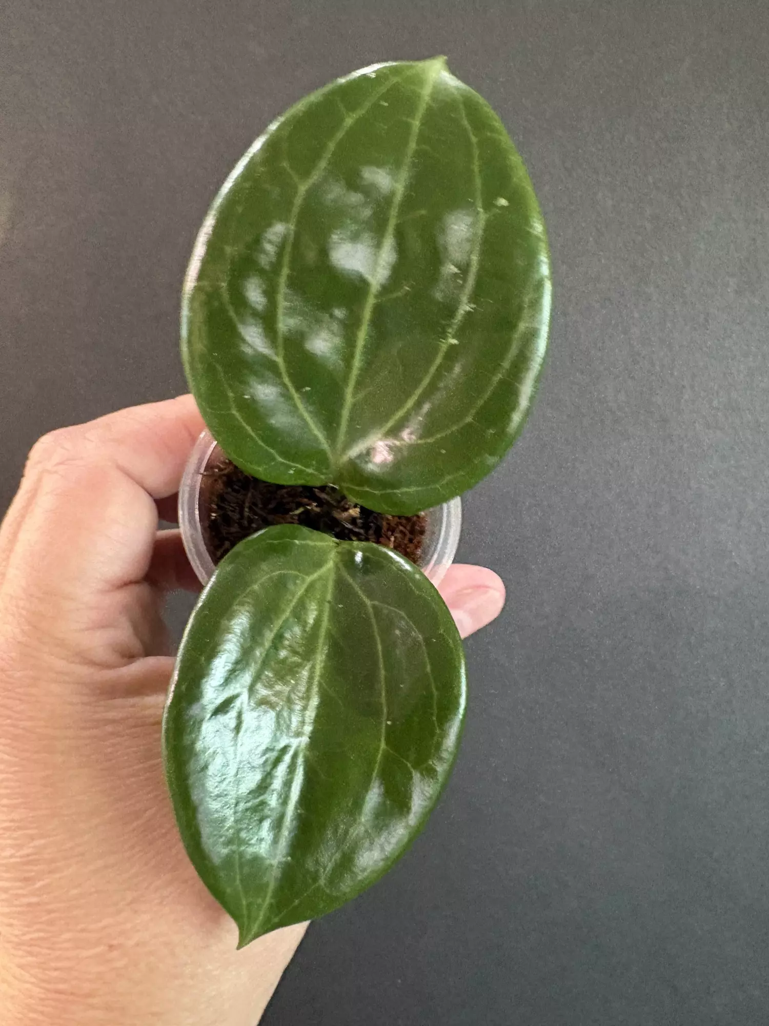 plant/Hoya Merrillii-0