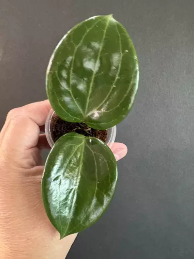 plant/Hoya Merrillii-0-thumbnail