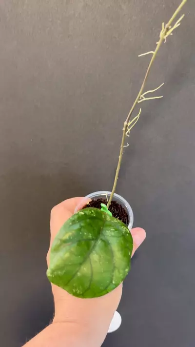 plant/GPS 9303-1-thumbnail