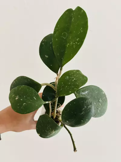 plant/Hoya Obovata Splash Plant-2-thumbnail