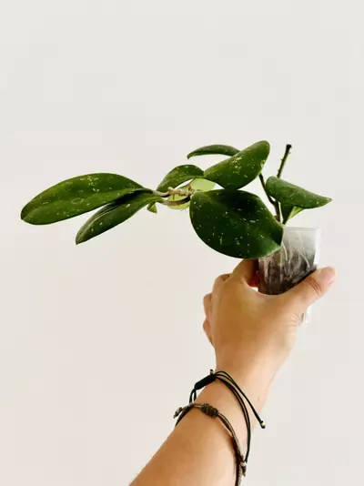 plant/Hoya Obovata Splash Plant-1-thumbnail