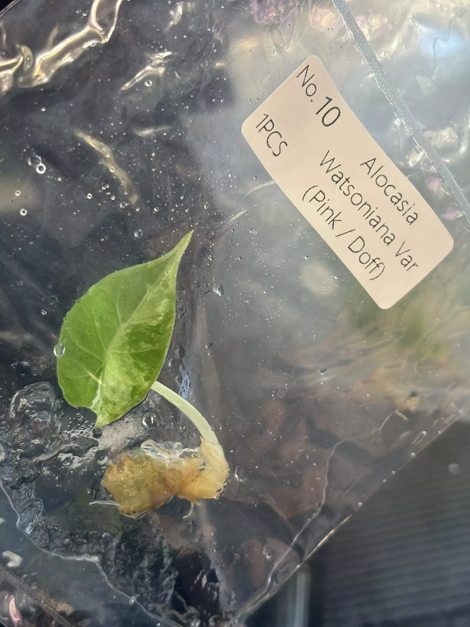 plant/Pink Doff Watsoniana tc exact plant-0