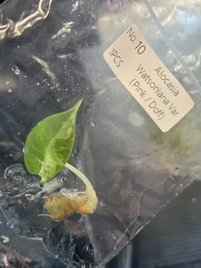 plant/Pink Doff Watsoniana tc exact plant-0-thumbnail