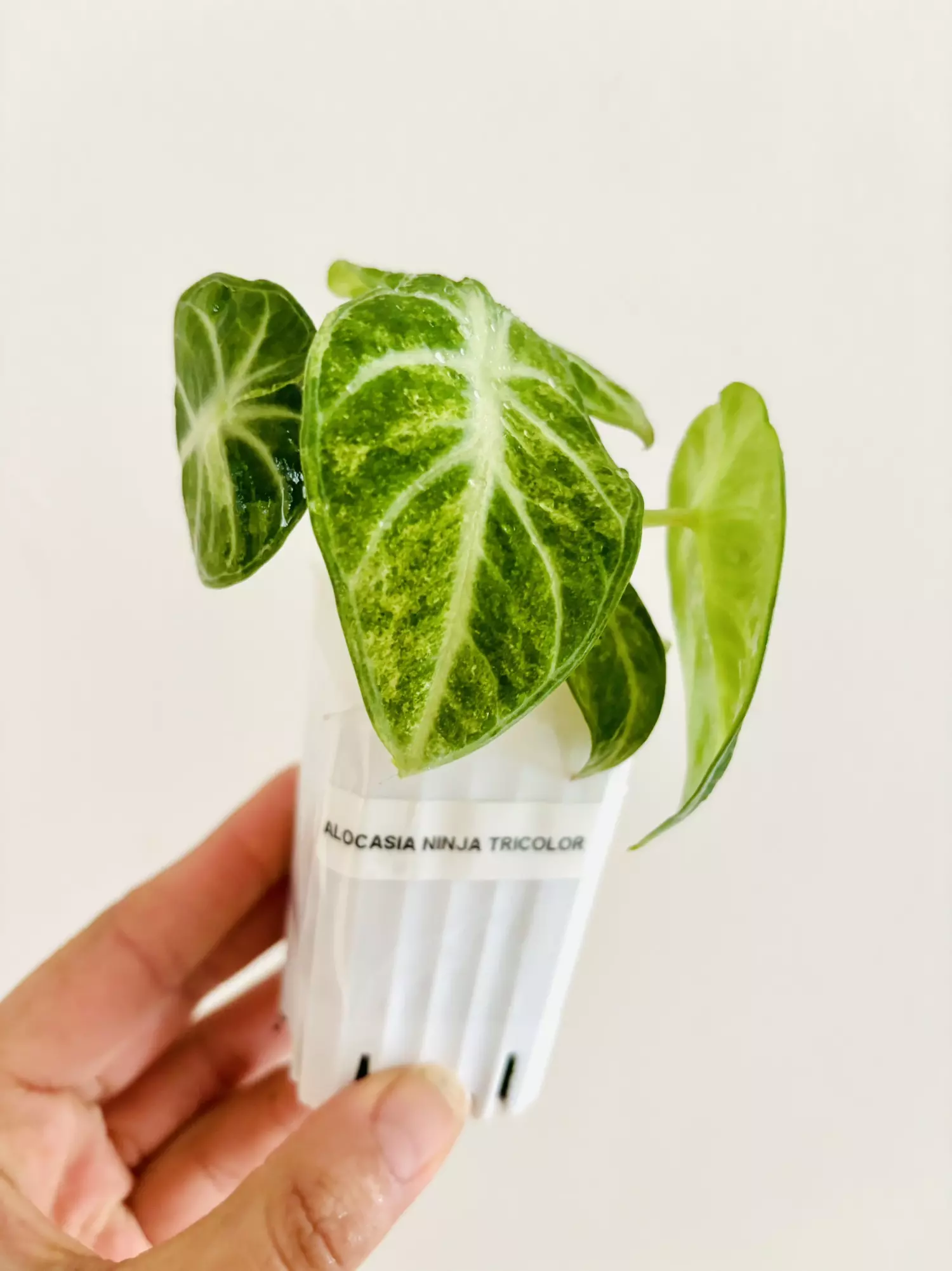 plant/Alocasia Ninja Tricolor Variegata Plant-0