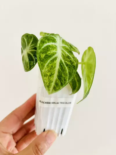 plant/Alocasia Ninja Tricolor Variegata Plant-0-thumbnail