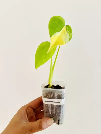plant/Monstera yellow marilyn plant-0-thumbnail