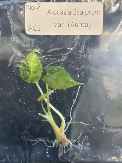 plant/Scalprum Aurea #2-0-thumbnail